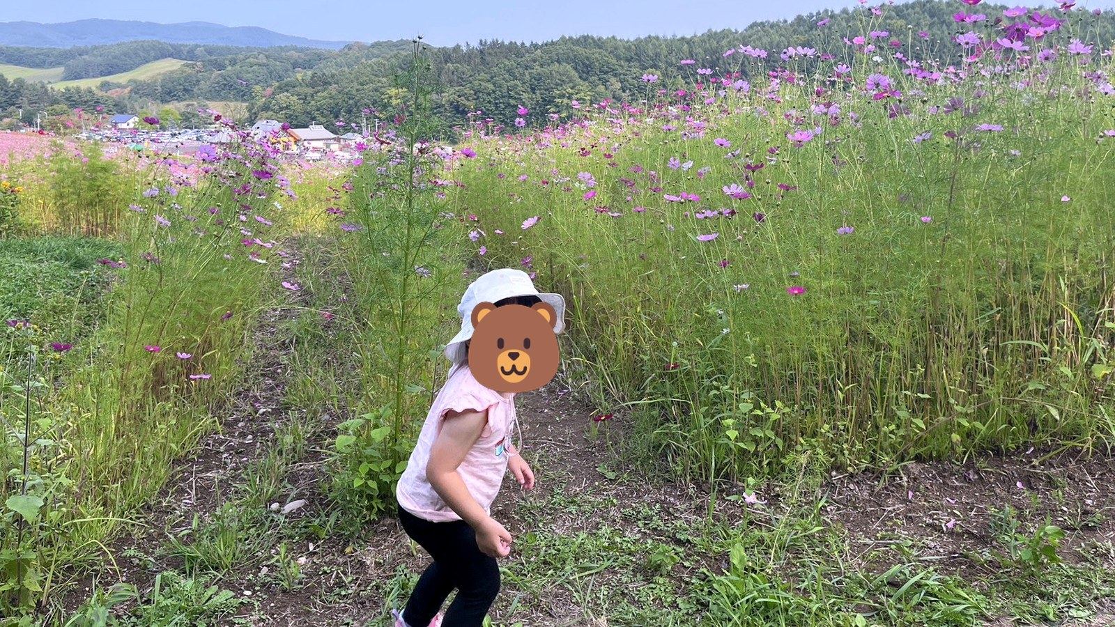コスモス畑の小道を笑顔で歩く女の子