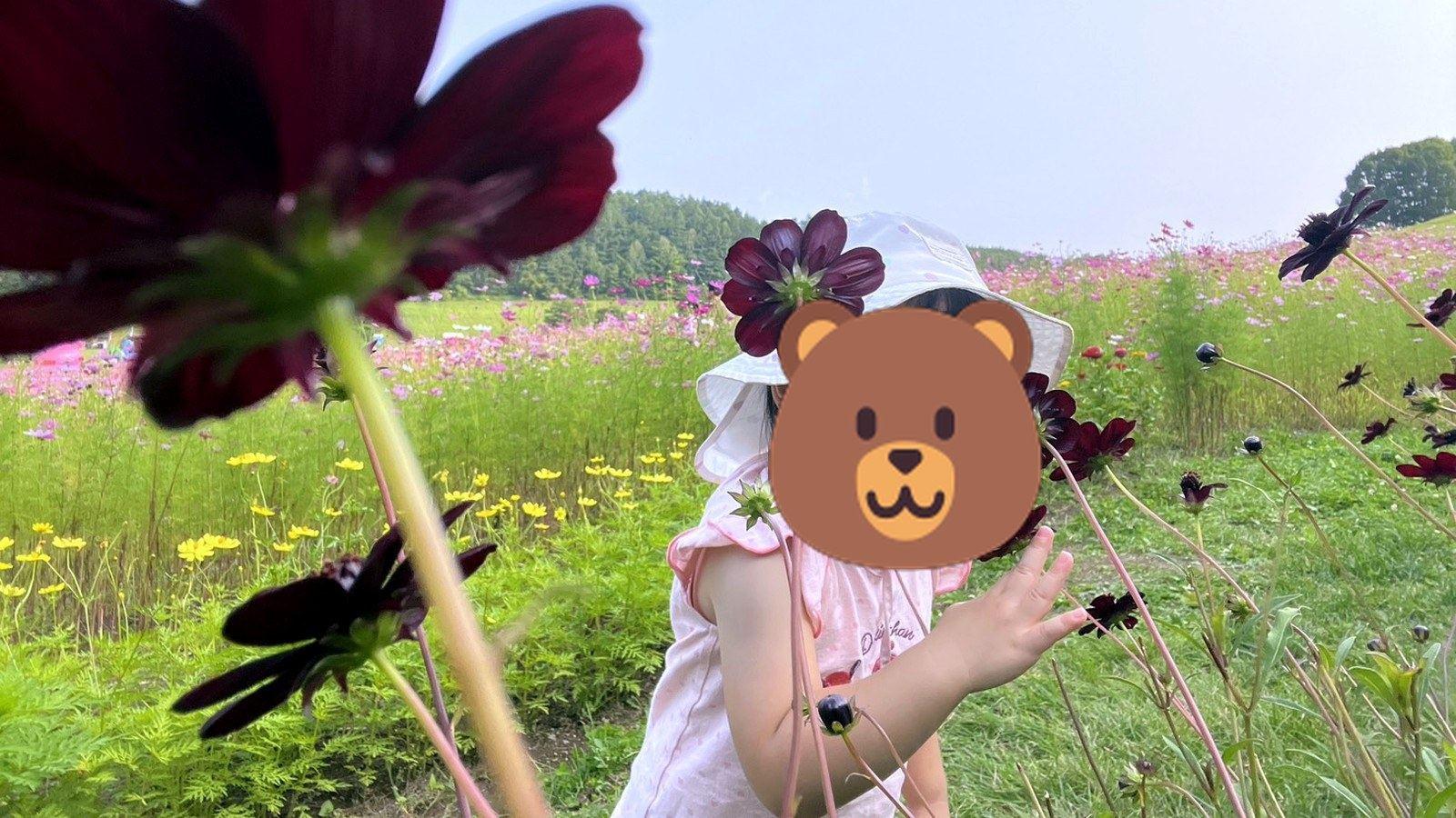 花畑でチョコレートコスモスを見つめる女の子