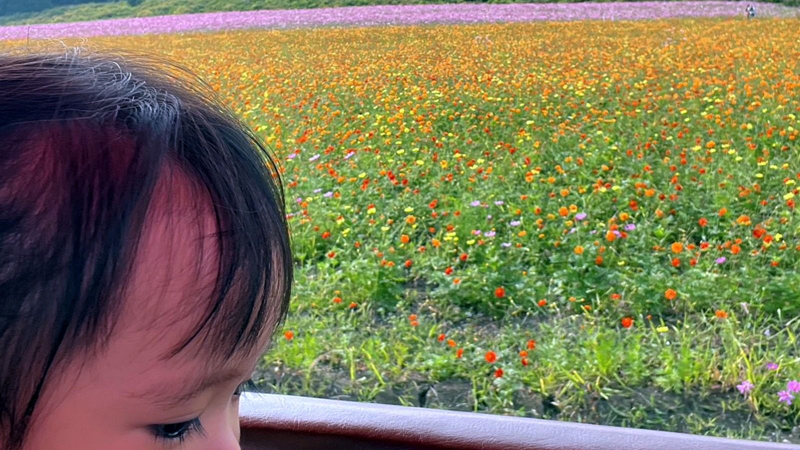 満開の花畑を車窓から見つめる子どもの横顔
